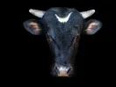 Dow Jones Futures Fall; Five Stocks In Buy Areas As Market Rally Powers Higher